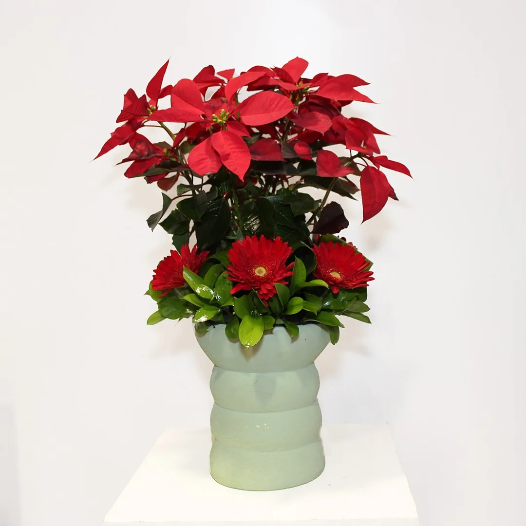 Poinsettia arrangement 2 - Image 3