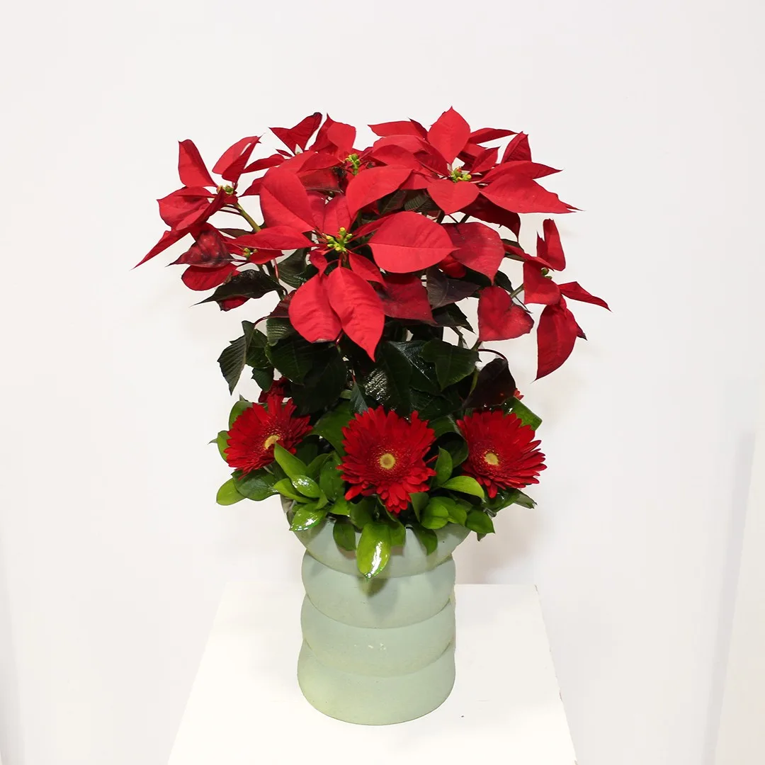 Poinsettia arrangement 2