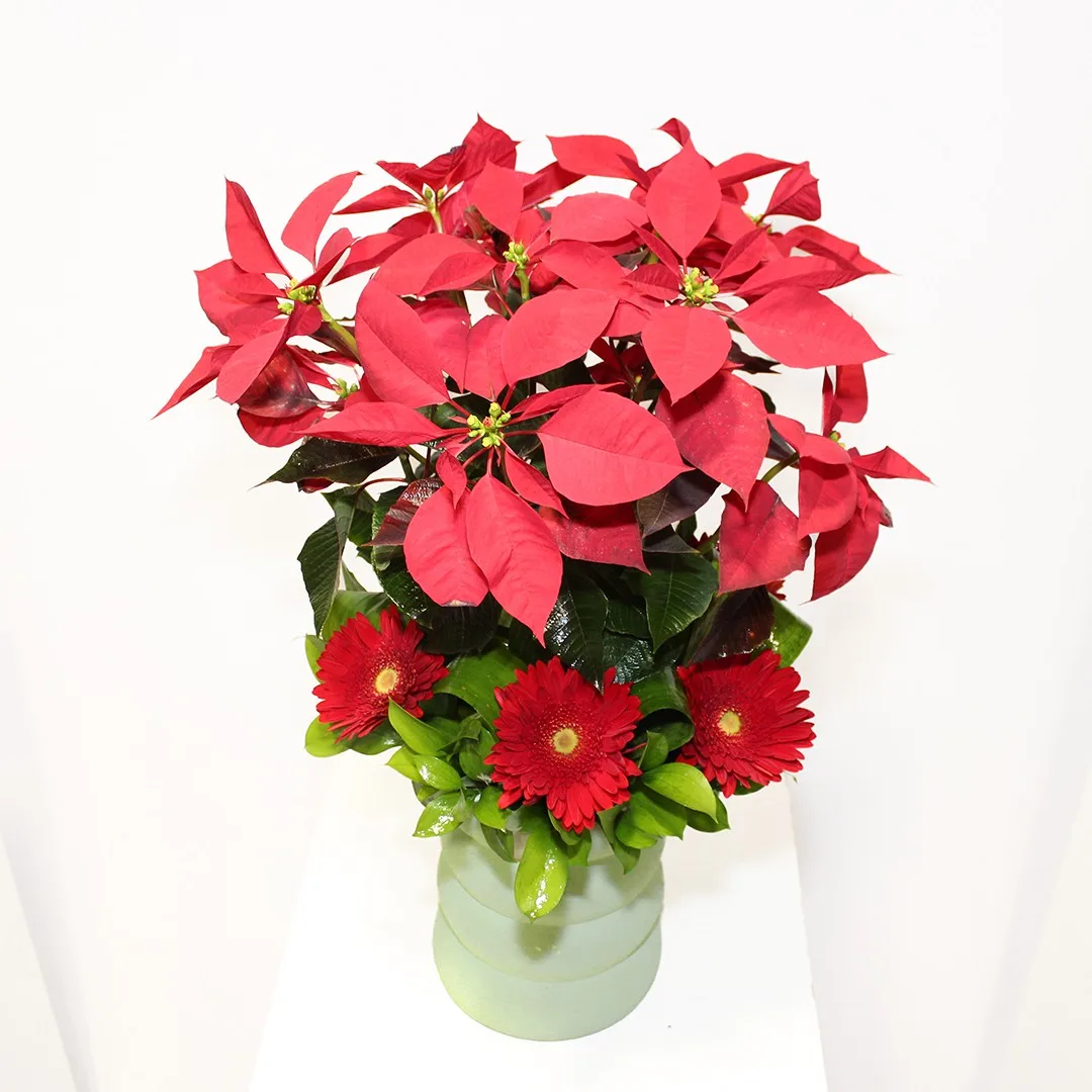 Poinsettia arrangement 2 - Image 2