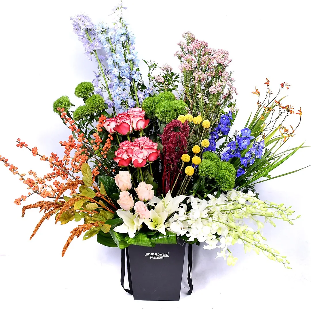 Pastel Harmony - Xv 29