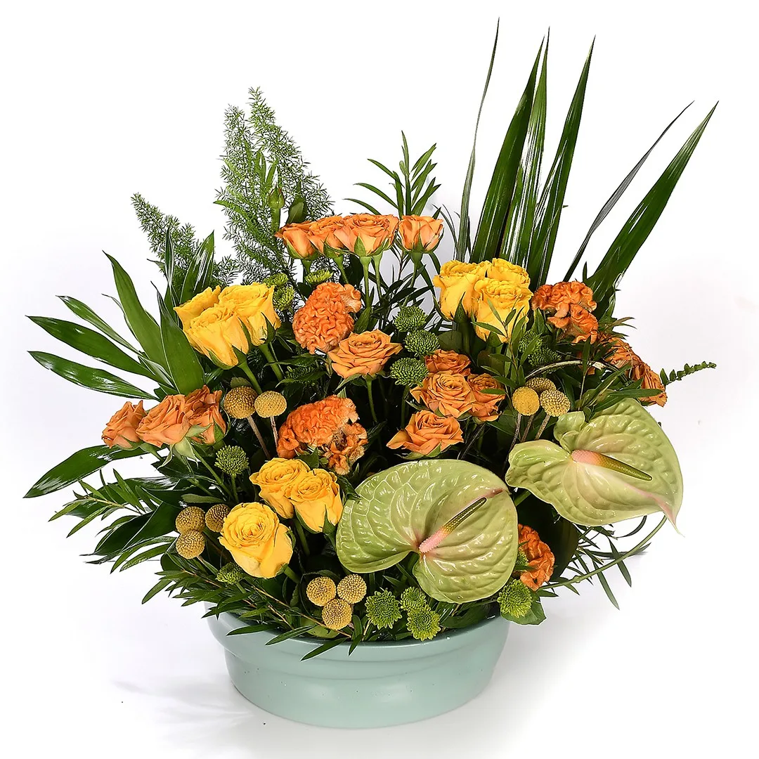 Shiny Day - Nc 55 - Image 2