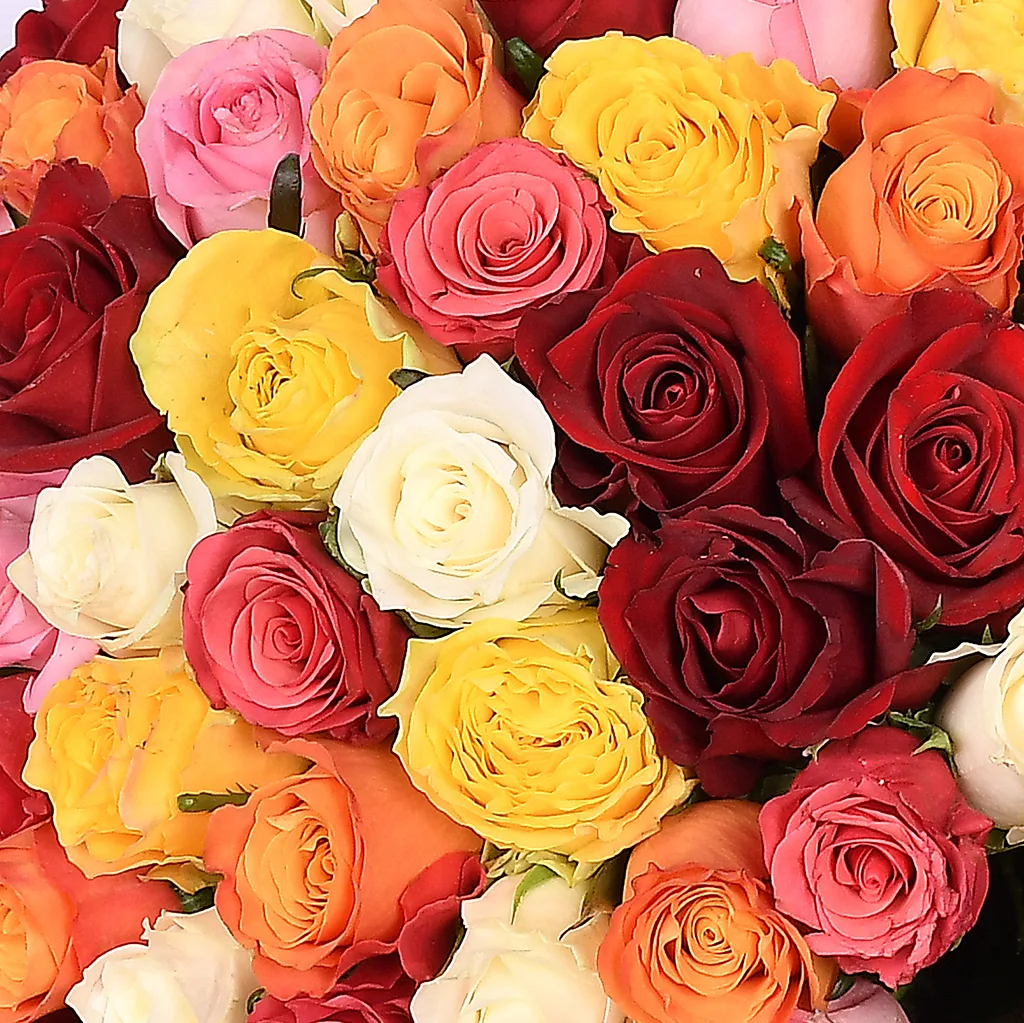 Rainbow Roses - Em 78 - Image 4